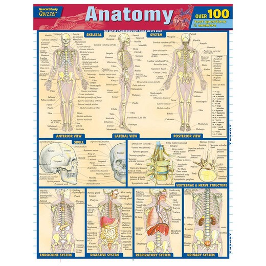 Barcharts Anatomy