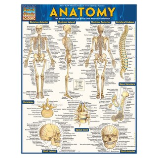 Barcharts Anatomy