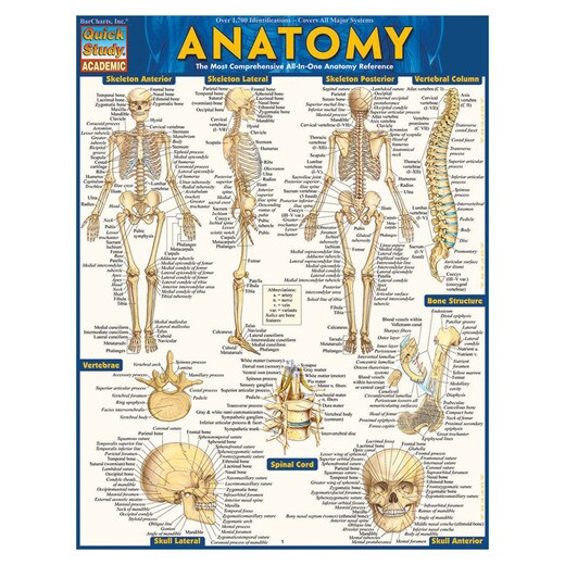 Barcharts Anatomy