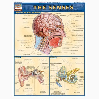 Barcharts The Senses
