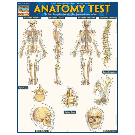 Barcharts Anatomy Test