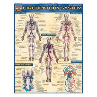 Barcharts Circulatory System