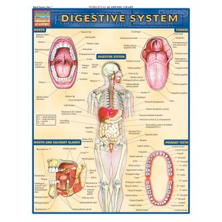 Barcharts Digestive System