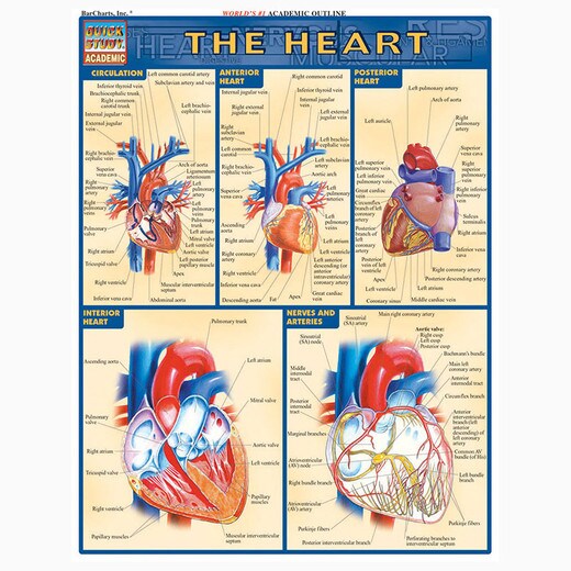Barcharts The Heart