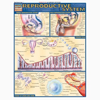 Barcharts Reproductive System