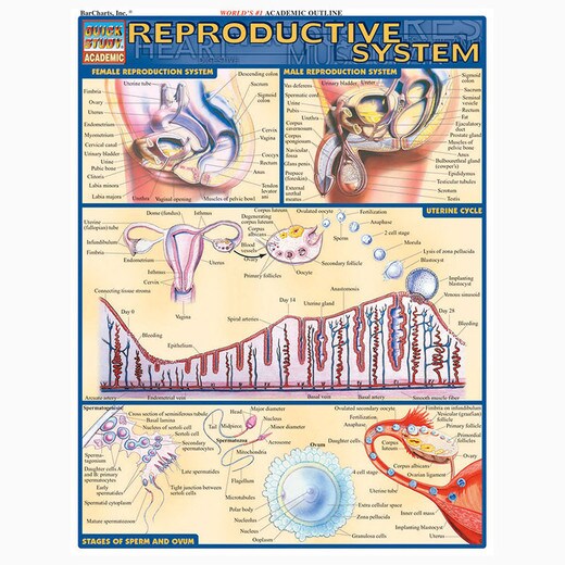 Barcharts Reproductive System