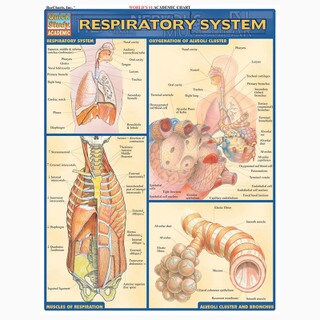 Barcharts Respiratory System