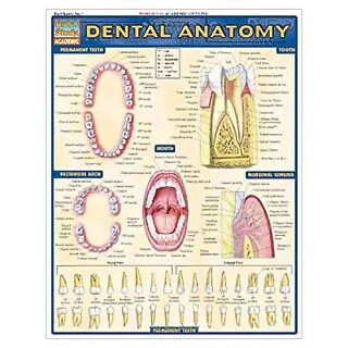 Barcharts Dental Anatomy