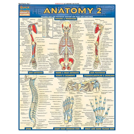 Barcharts Anatomy 2