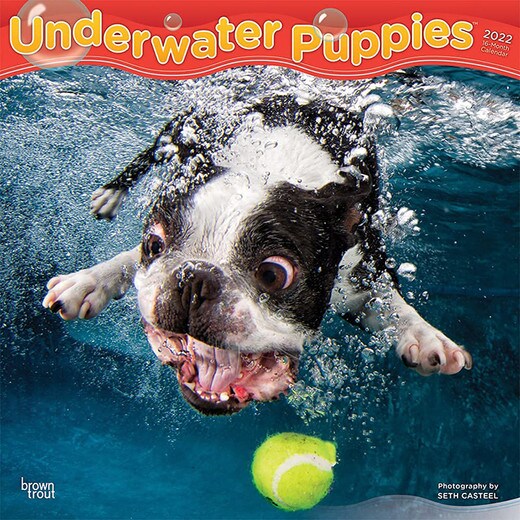 Underwater Puppies 2022 Wall Calendar